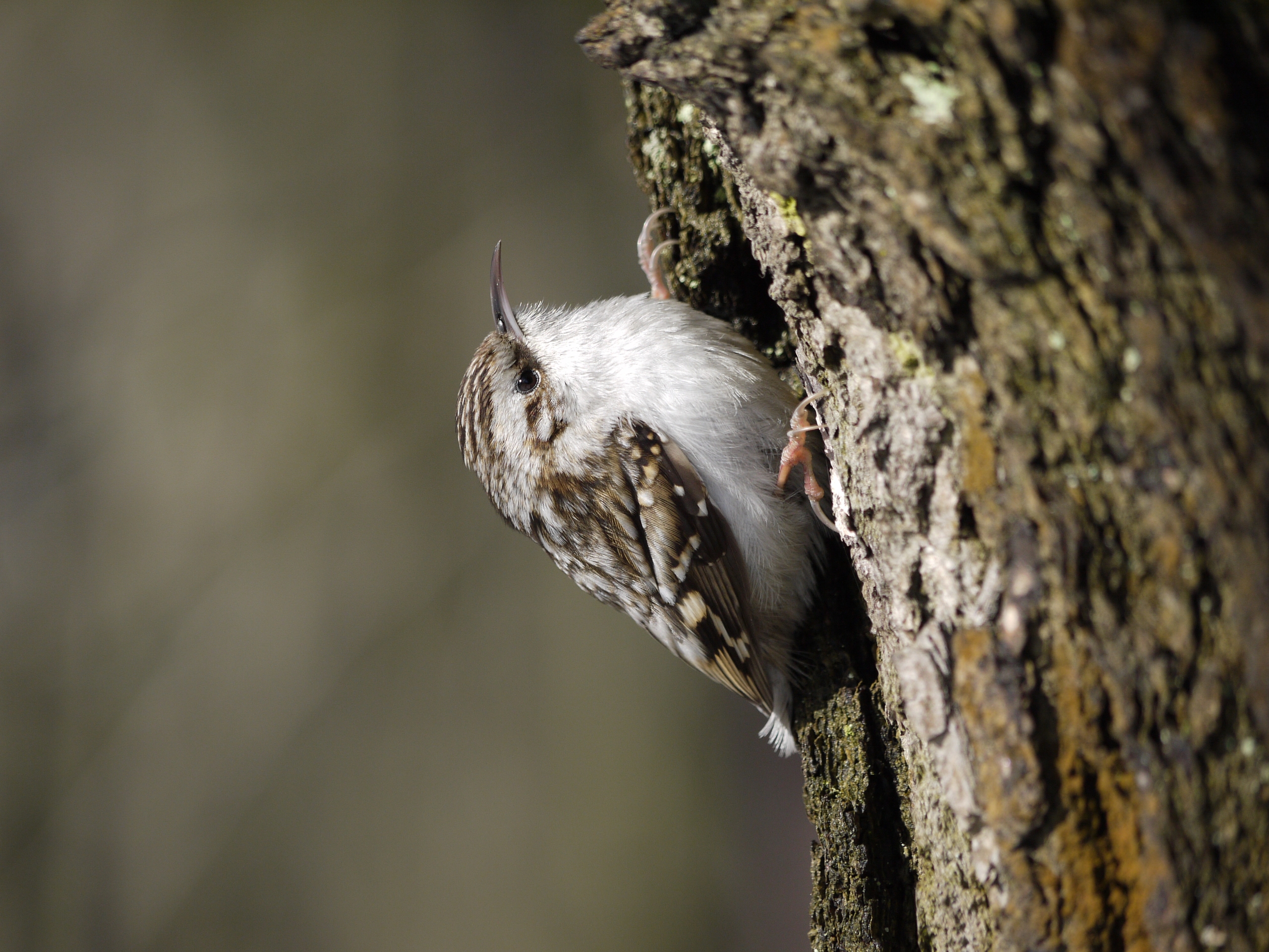 Орнитологи рассказали о пернатой пищухе, которая хорошо прячется и ест пауков