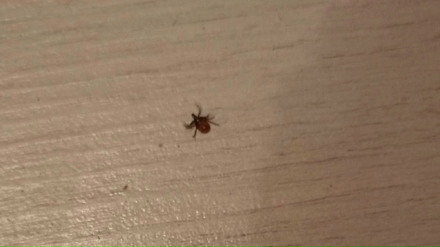 Клещи проснулись в Карелии - первый «урожай» собрали в Сегеже