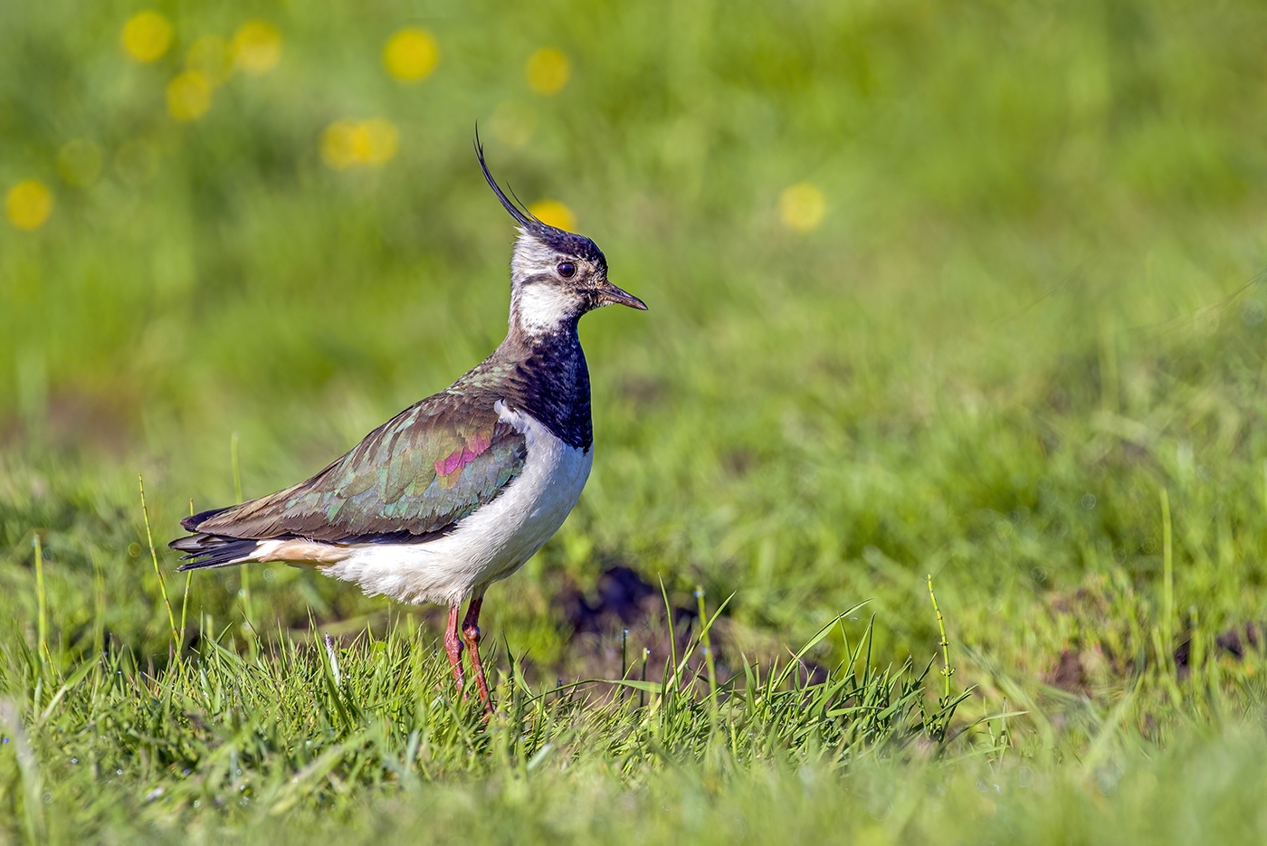 Орнитолог возмутился переносным значением слова пигалица