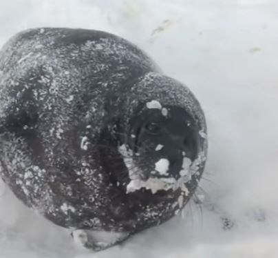 «Булочку-красотку» запечатлели на Ладоге