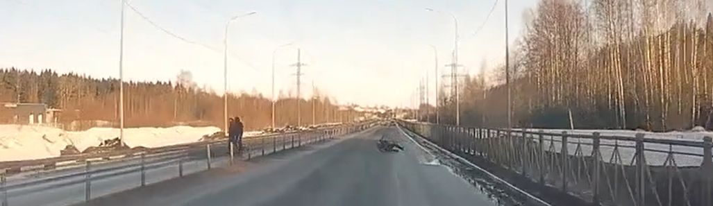 «Три Лосенка» убегали от волка: подписчики оценили происшествие накануне праздников в Петрозаводске