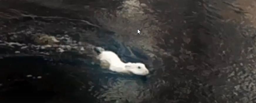 Ушастый смельчак бросился в реку рядом с Карелией