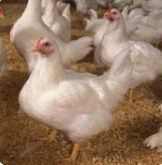 В кафе у фермера в Лахденпохском районе нашли около 30 кило опасного мяса