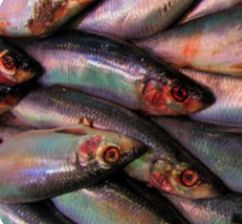 Больше 2 тонн сельди сомнительного качества едва не попало в Карелию