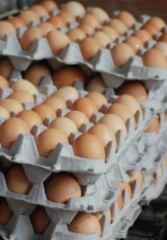 ФАС следит, чтобы цены на яйца не взлетали перед Пасхой