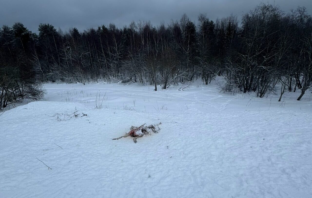 Свежие скелеты коров появились в снегах Заозерья