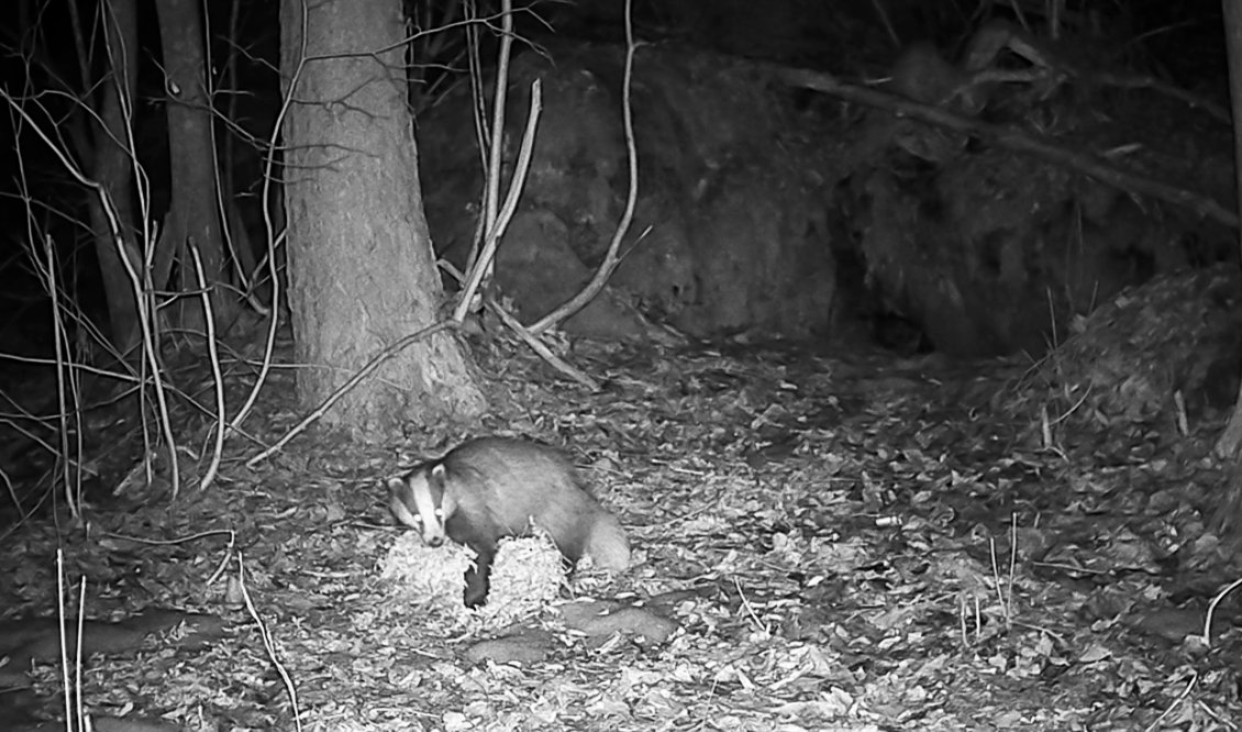 В Ленобласти барсучиха проснулась от спячки и сразу начала хлопотать