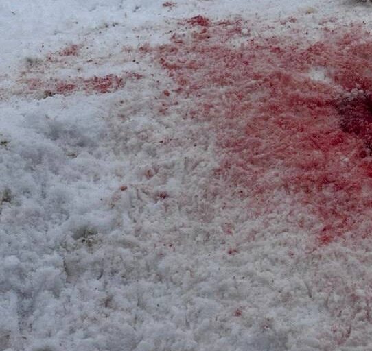 Волки расправились с собаками в деревне Вилга