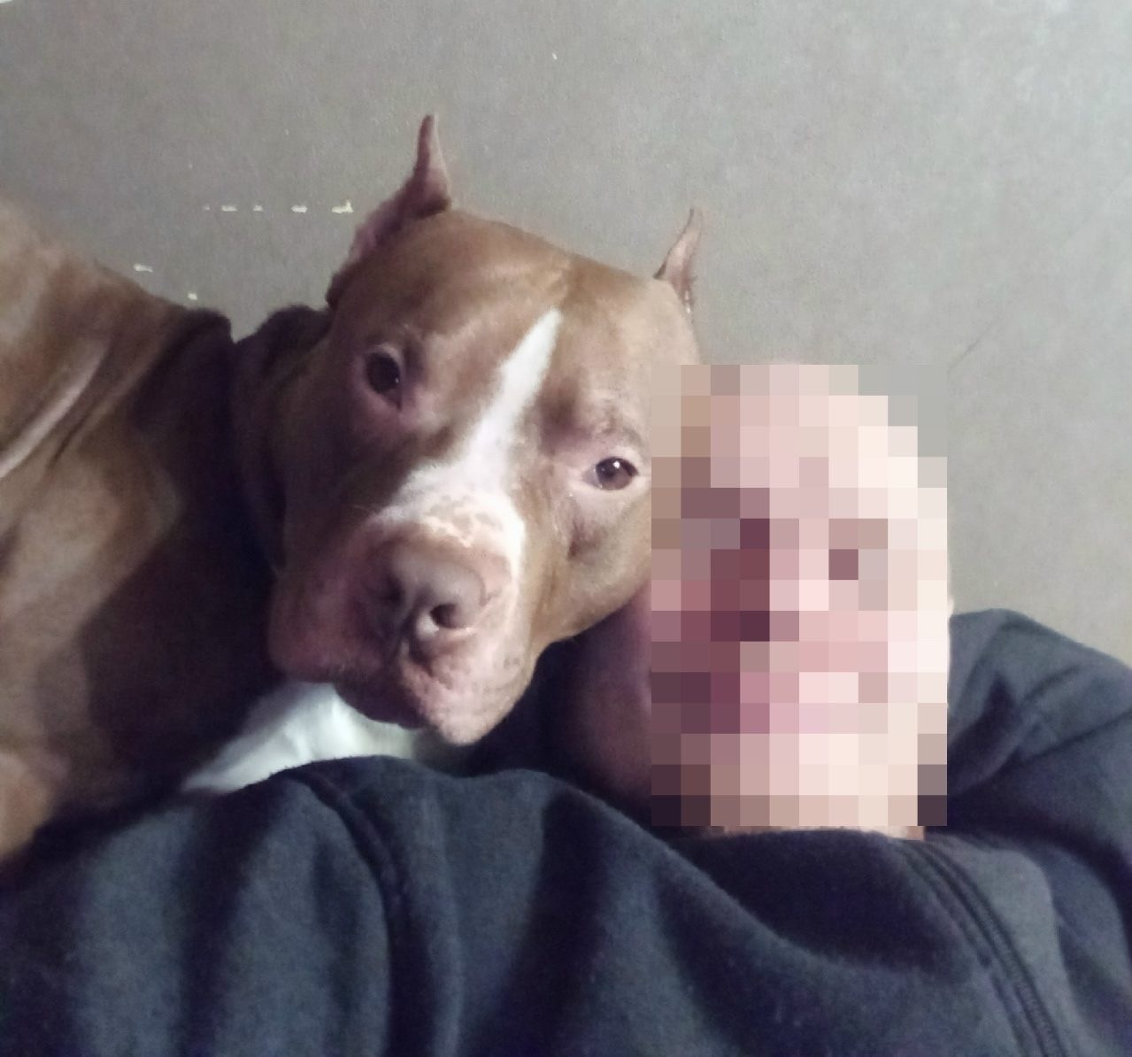 Пьяный хозяин выпускает агрессивную собаку на самовыгул в двух районах Петрозаводска