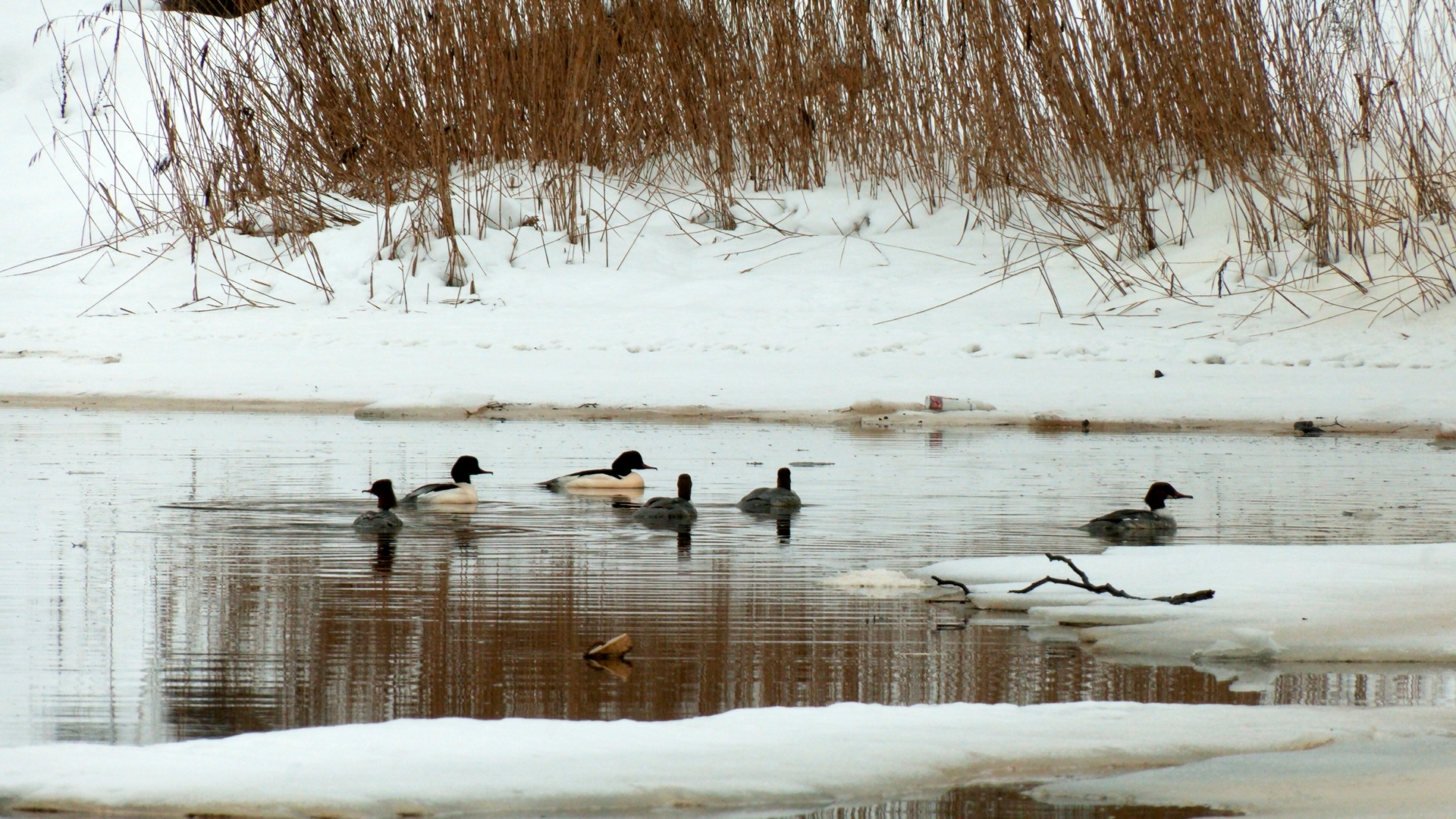 Редкие зубастые утки в Сестрорецке дождались кавалеров