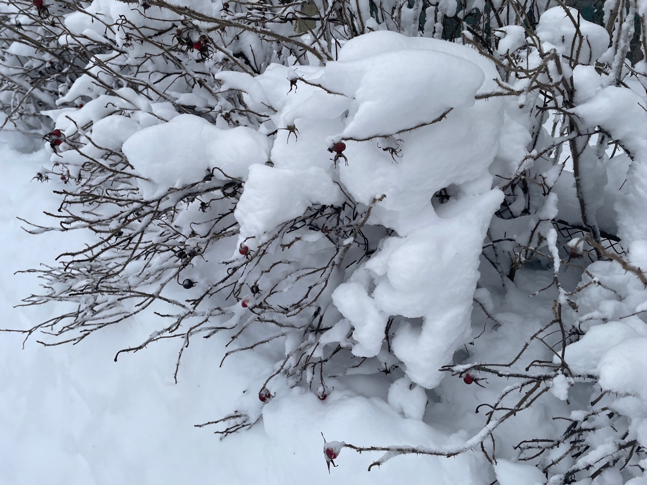Предпраздничный день 7 марта будет бодрить Карелию метелями и порывистым ветром