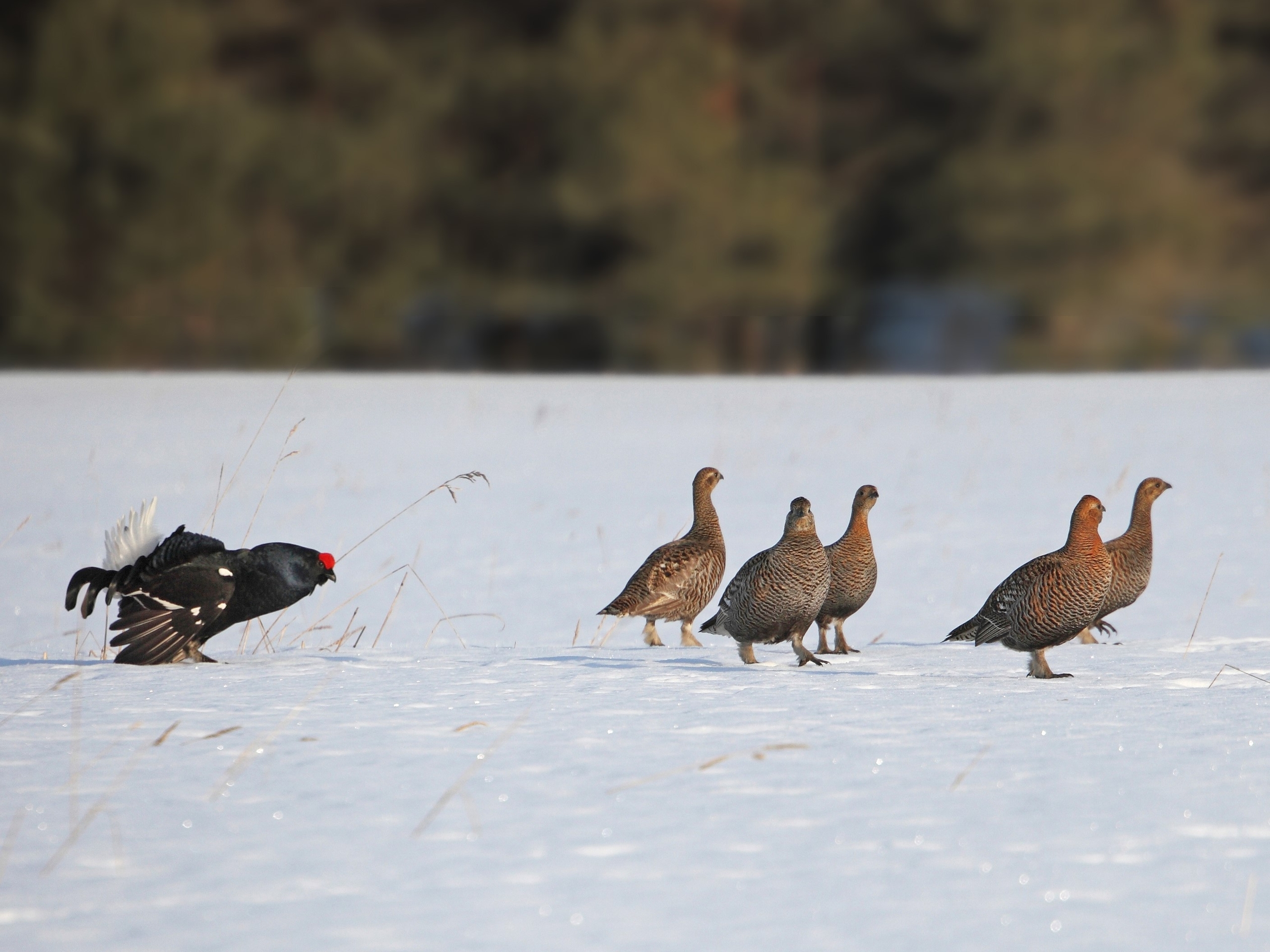 «Кавалер и пять дам в тетеревином току» попали в объектив фотографа