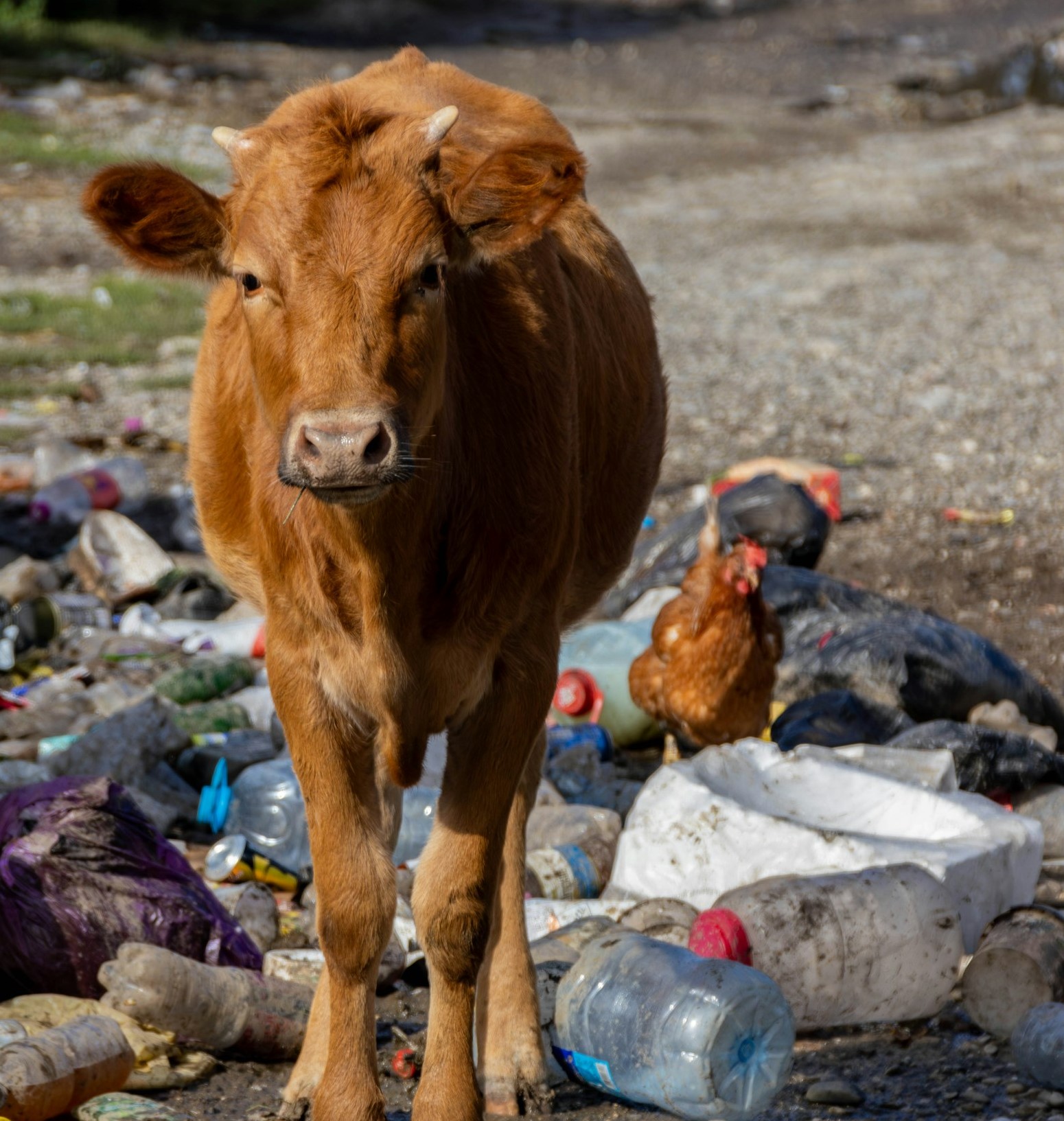 Беспилотники выявили в карельских хозяйствах горы навоза и антисанитарию
