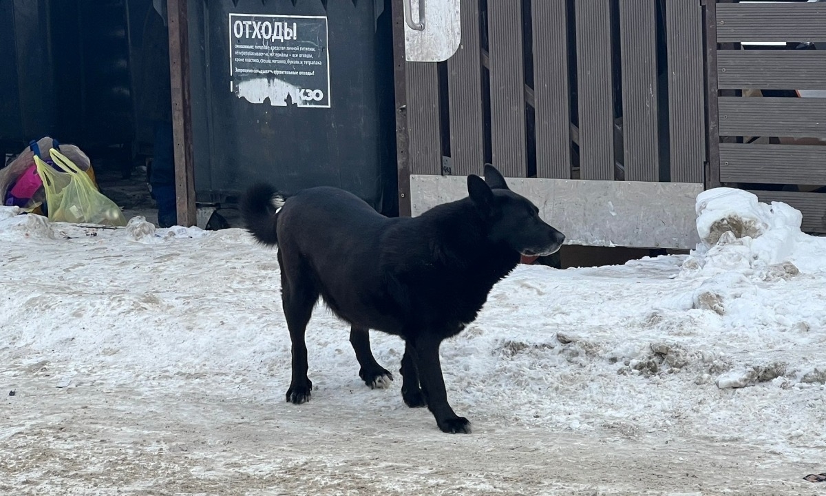 Зооволонтёрам в Карелии угрожают расправой
