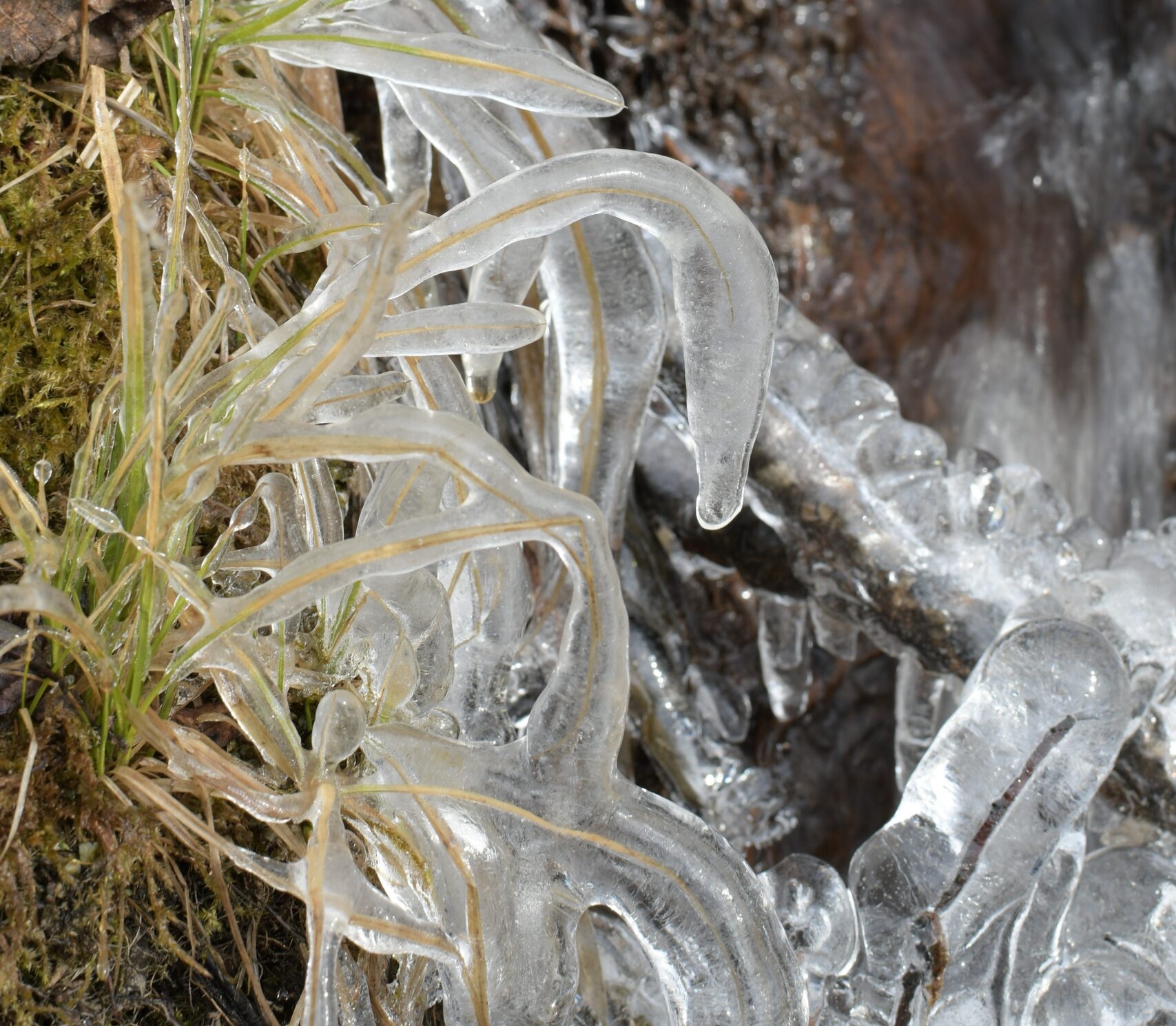 Ледяные нити поймали в кадр в лесном заповеднике