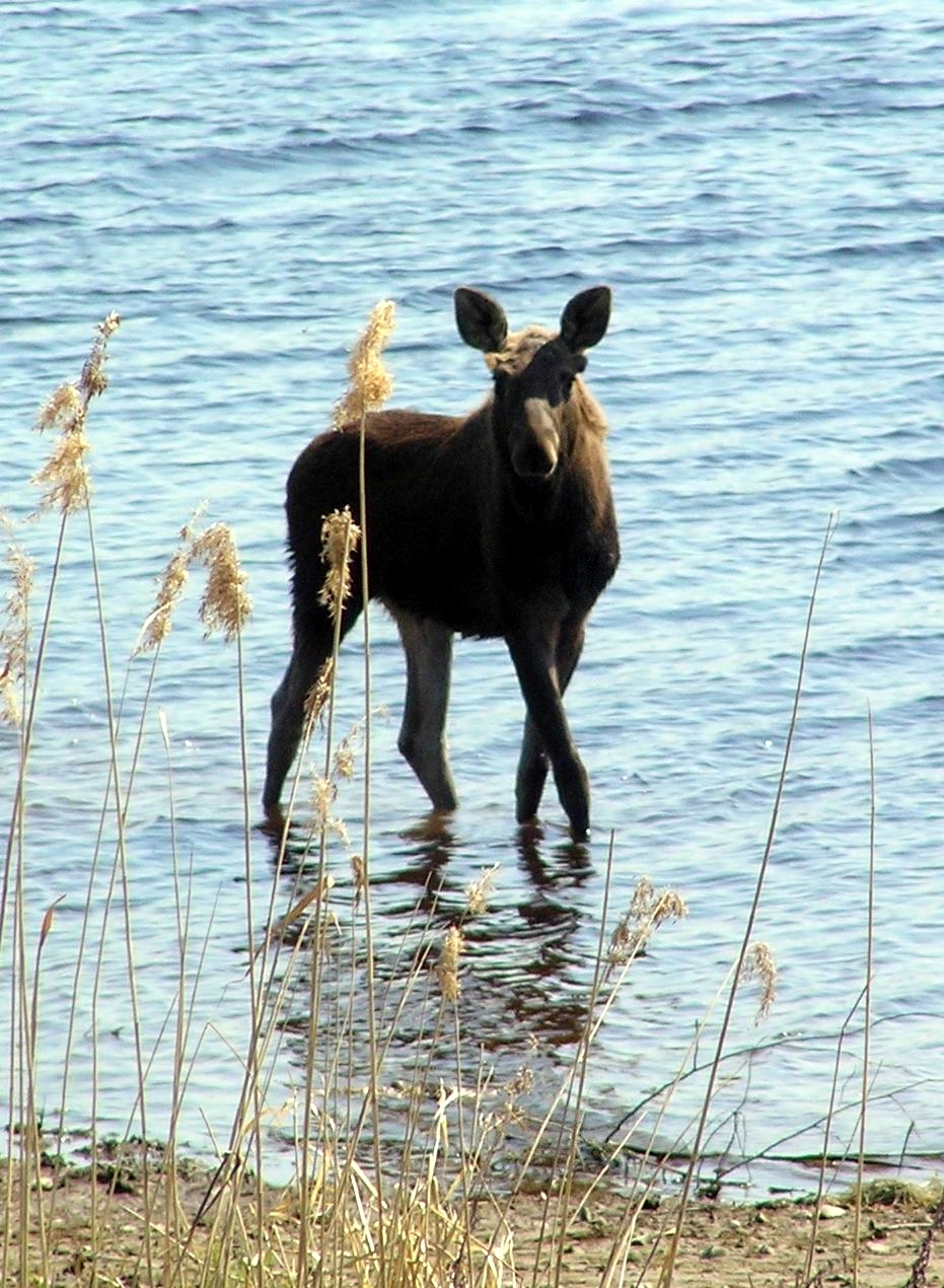 В Нижне-Свирском заповеднике рассказали печальную историю годовалого лосенка