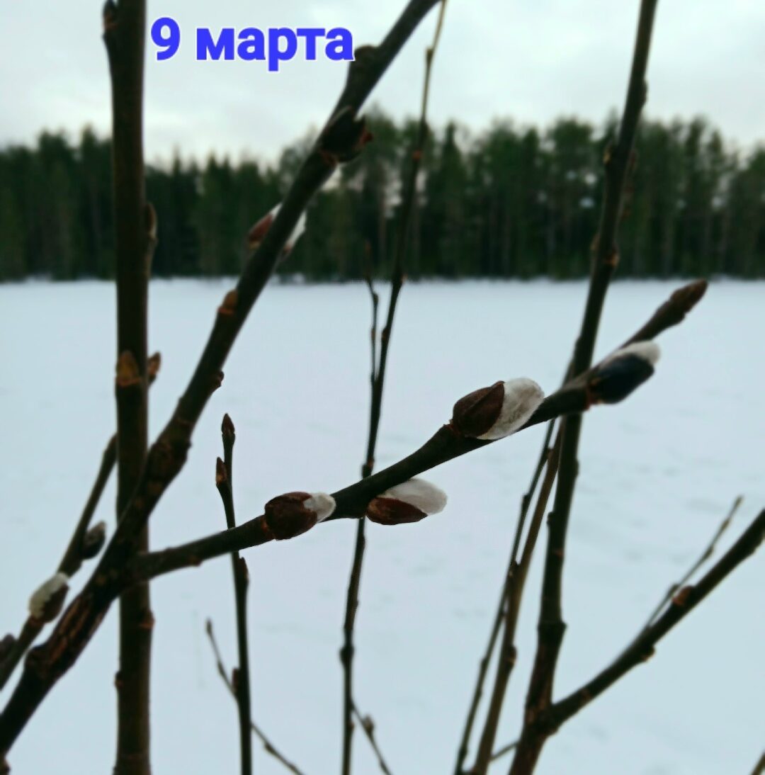 Пушистые хвостики проснулись в Карелии