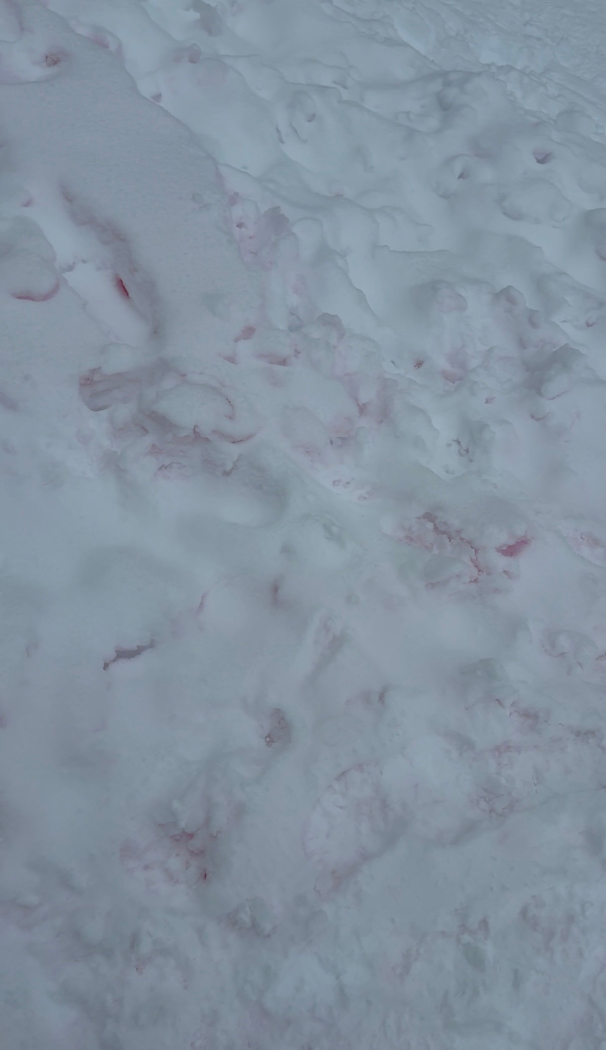 О розовой опасности на снегу предупредили жителей Костомукши