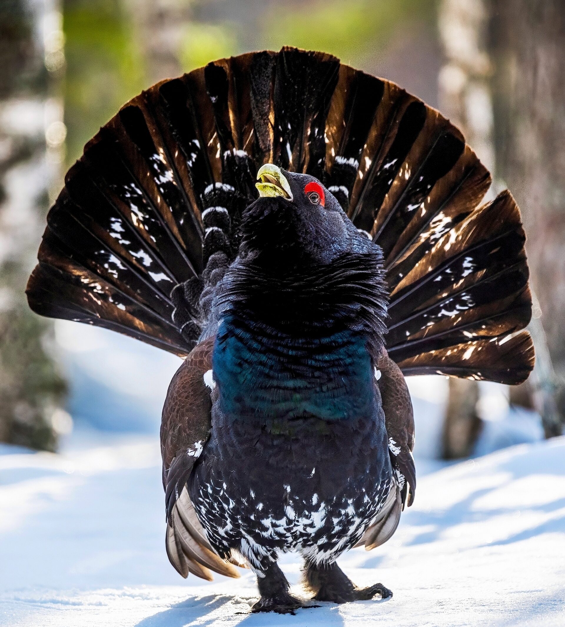 «Северный павлин» распушил хвост, встречая весну в Карелии