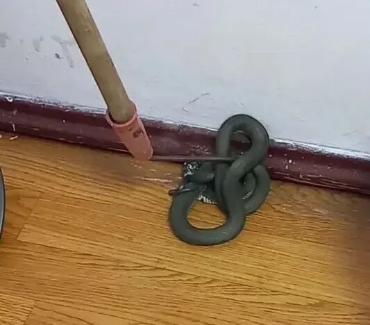 Змея заползла в Дом творчества Сортавалы