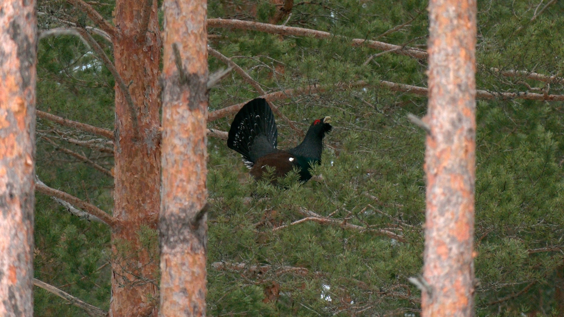 Глухари в Ленобласти начали рисовать узоры на снегу