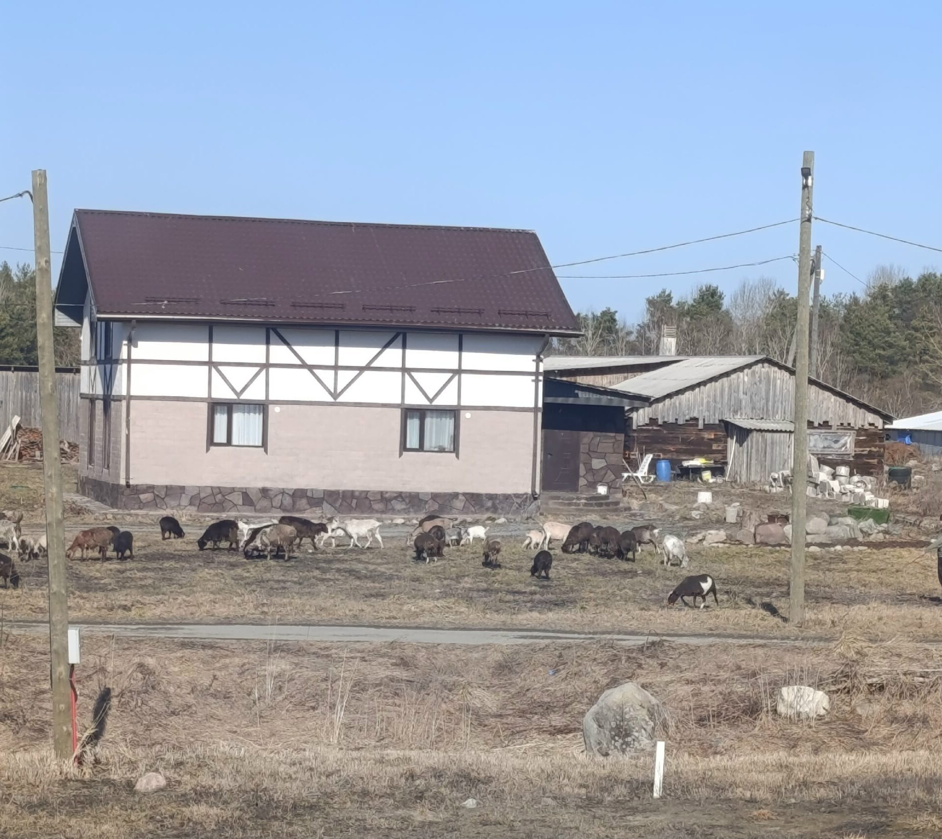 В Прионежье пастух выгуливает скот в чужих дворах и хамит в ответ на претензии