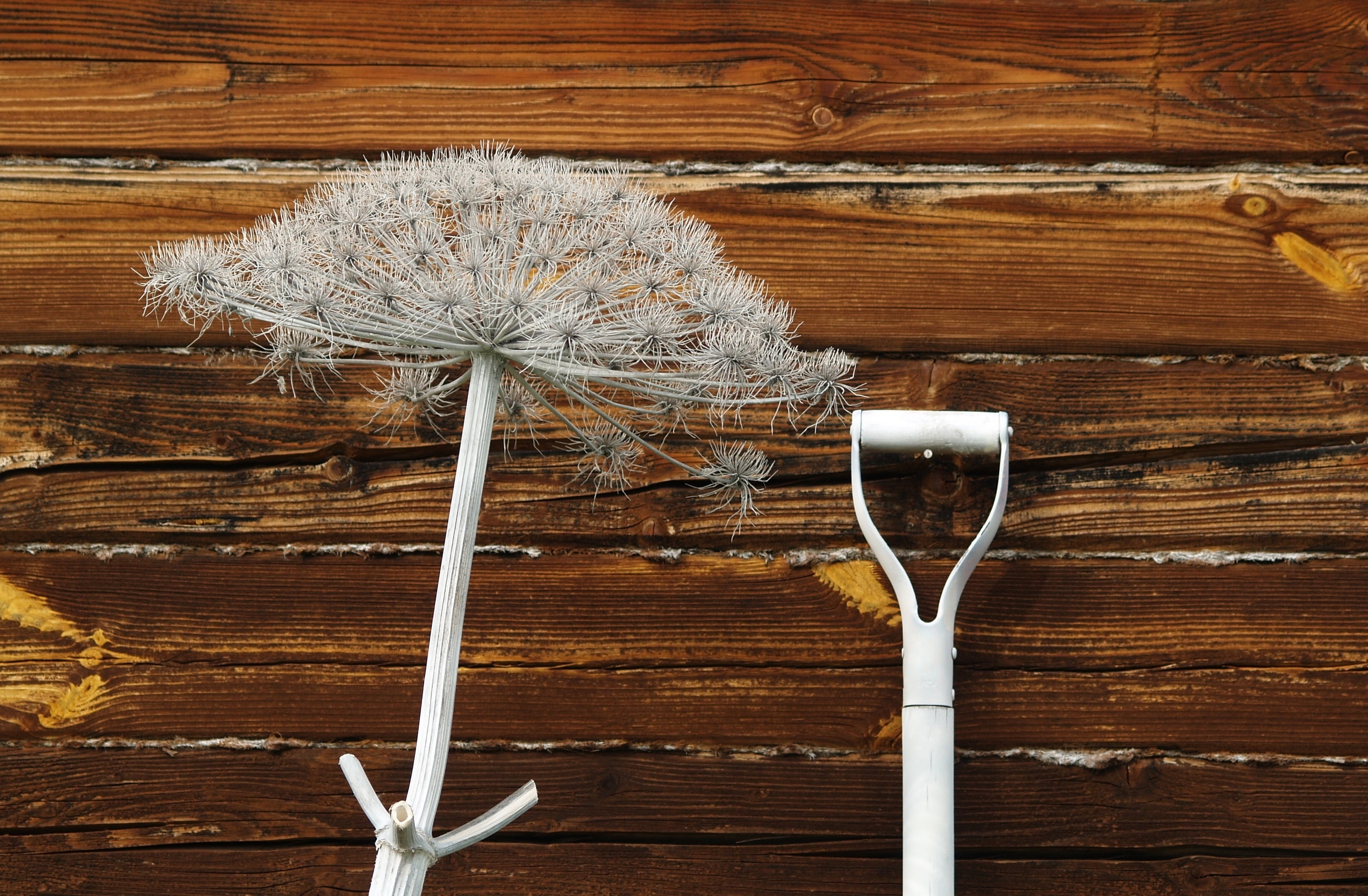 В Сортавале бороться с борщевиком будут при помощи химии