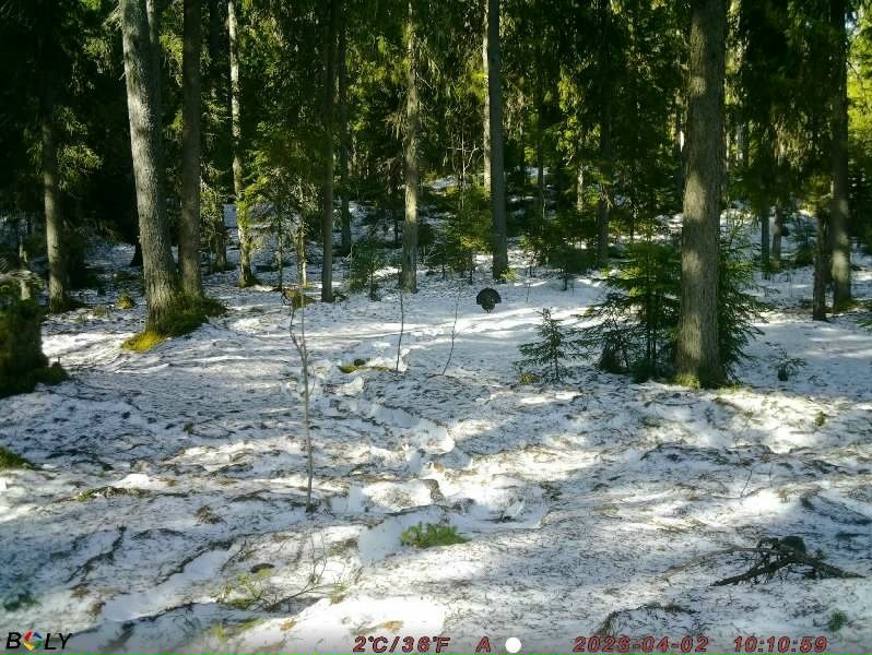 Фотоловушка в Карелии засняла токующего глухаря
