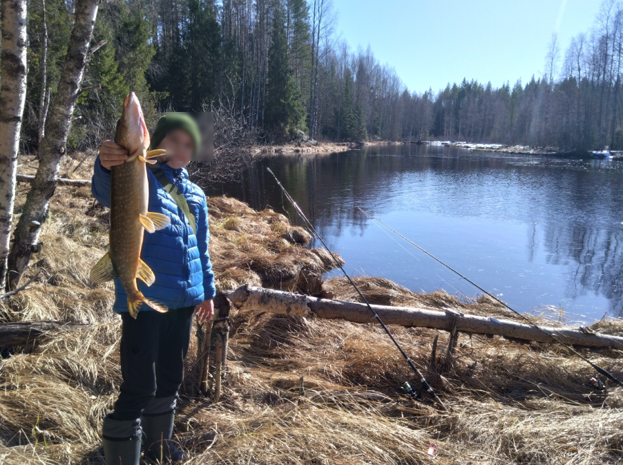 Огромных щук выловили в районе Карелии