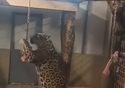 Ягуарам и пантерам придумали новое развлечение в Карельском зоопарке