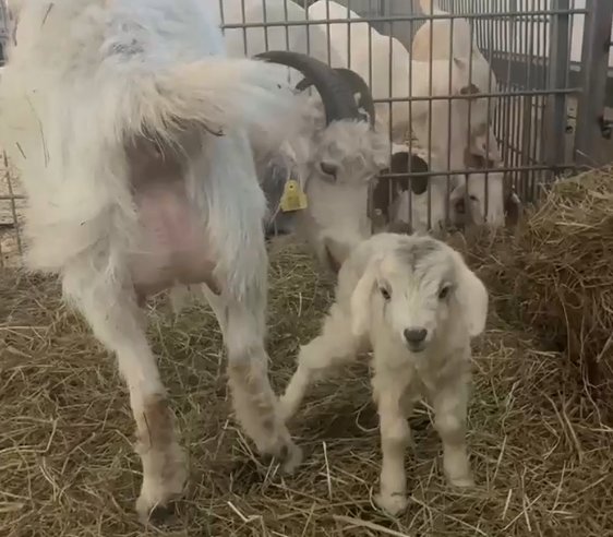 В Карельском зоопарке произошло пополнение коз ангорской породы