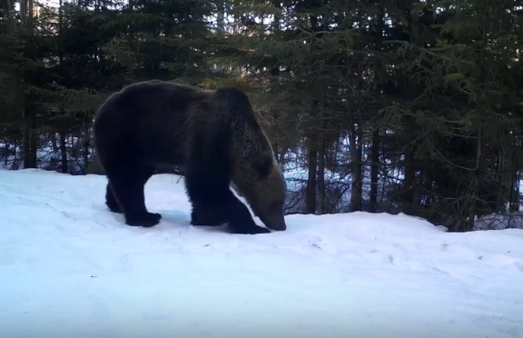 Апрельское нашествие медведей произошло в лесном заповеднике