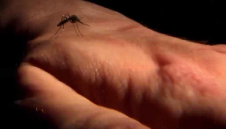 Вирусолог рассказал, где в России обитают опасные комары