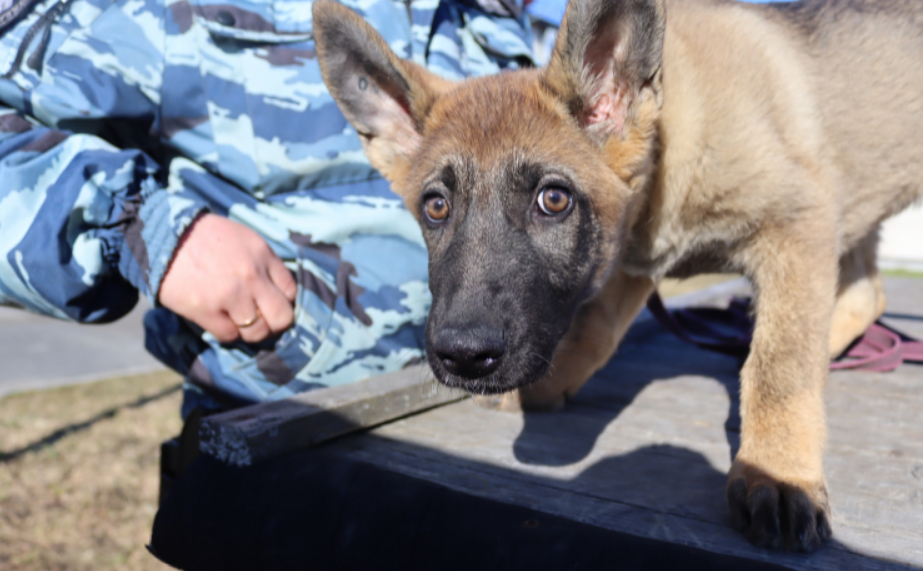 Новый питомец поступил на службу к полицейским в Карелии