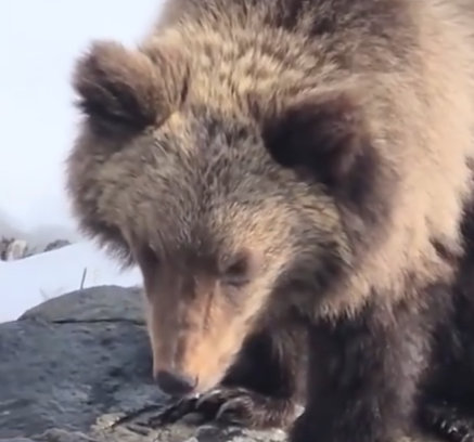 Умирающего медвежонка спасли и привезли в Карелию