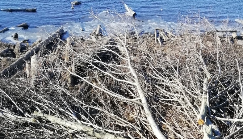 Жители Бочилово просят проверить вырубку леса в водоохранной зоне Водлы