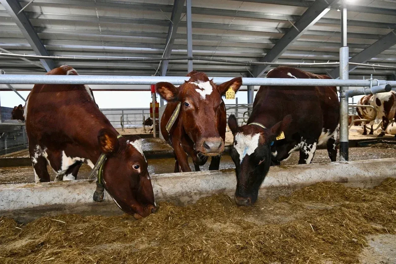 За последние четыре года Карелия почти на четверть нарастила производство молока