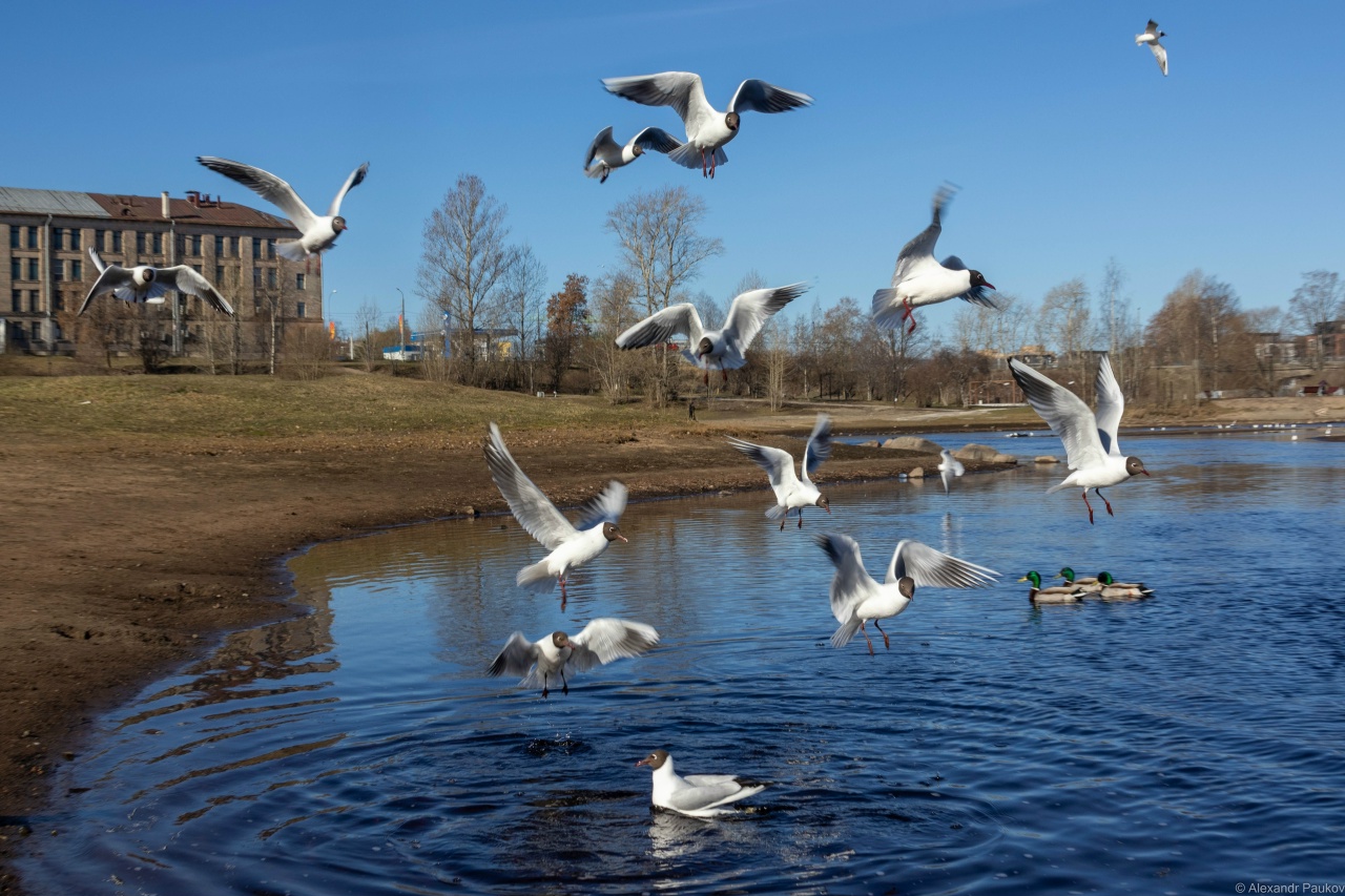 Арктический циклон «Улви» временно отпустил Петрозаводск