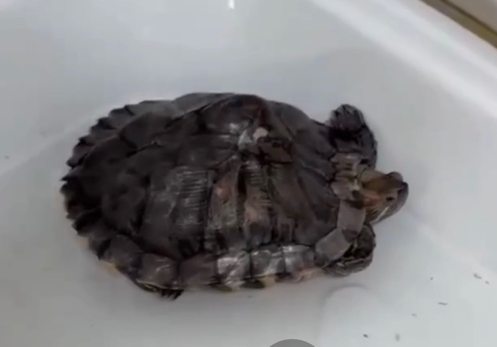 Выброшенная черепаха попала под пресс мусоровоза рядом с Карелией