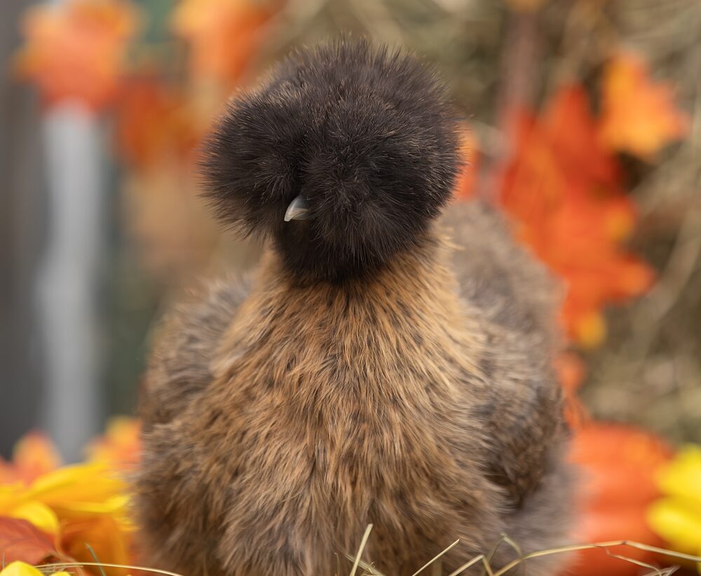 Шелковые курицы появились в Карельском зоопарке