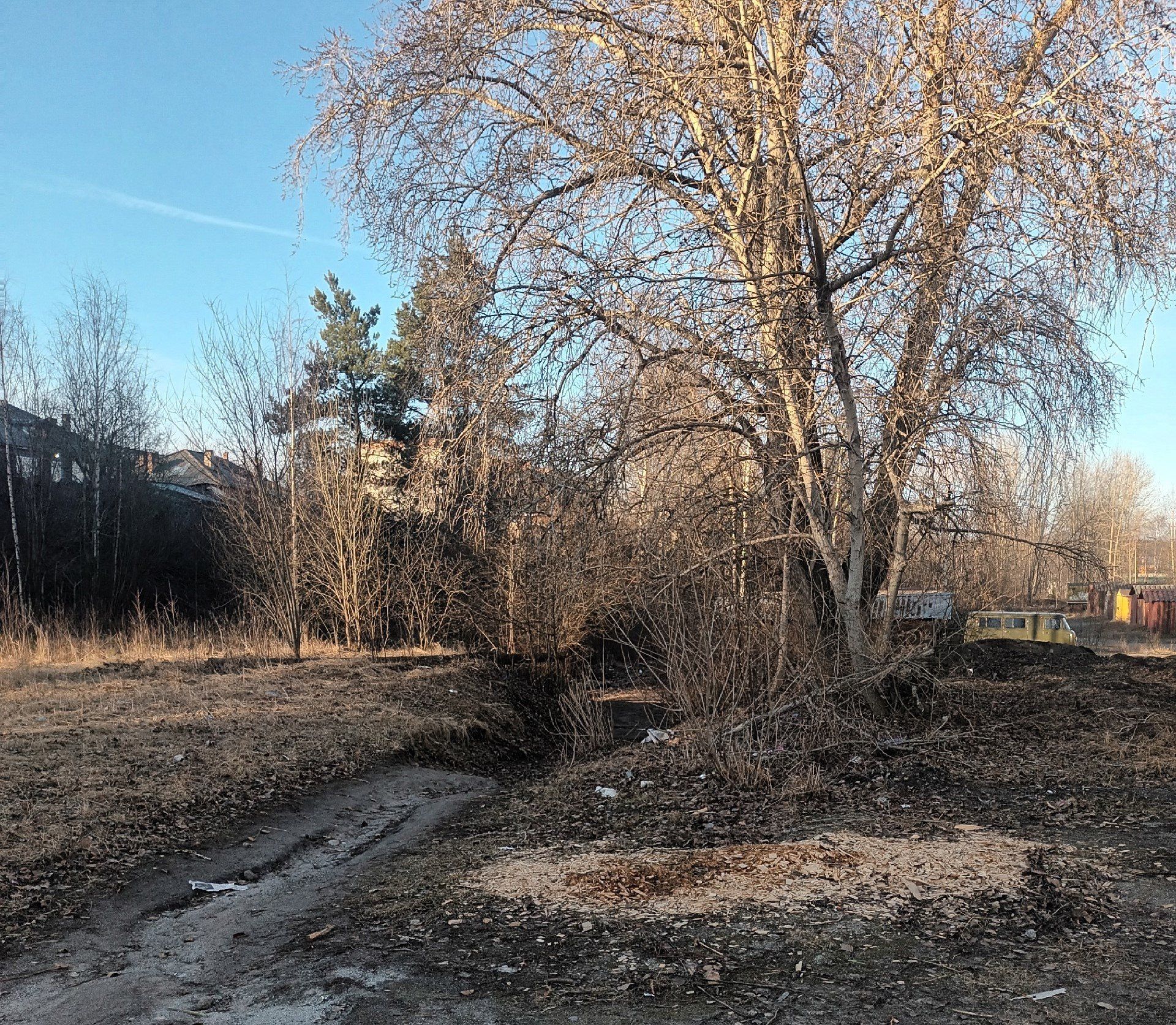 Житель Медвежьегорска просит администрацию навести порядок и убрать старые деревья