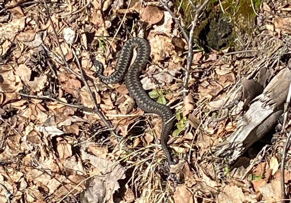 В Карелии проснулись гадюки