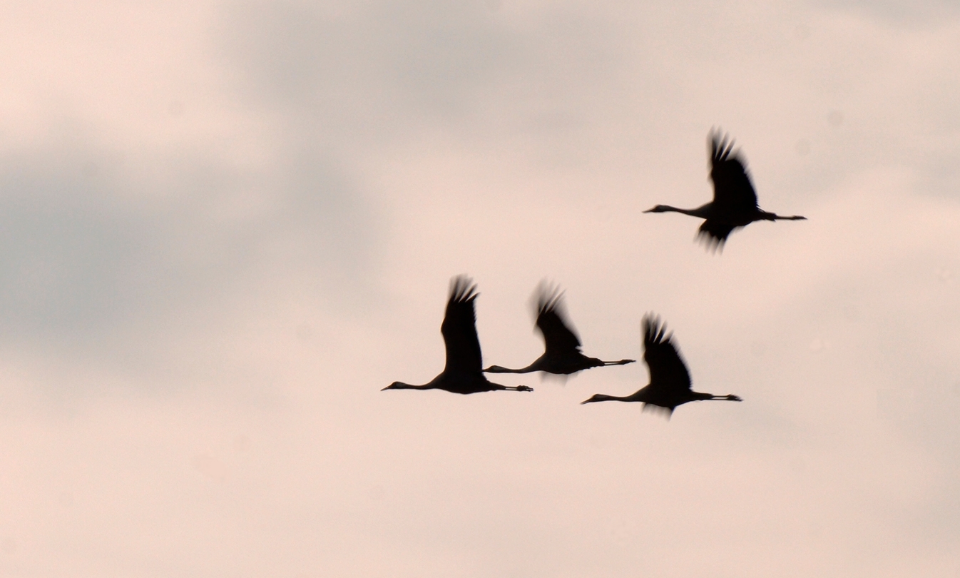 Серые журавли возвращаются с зимовки из Африки