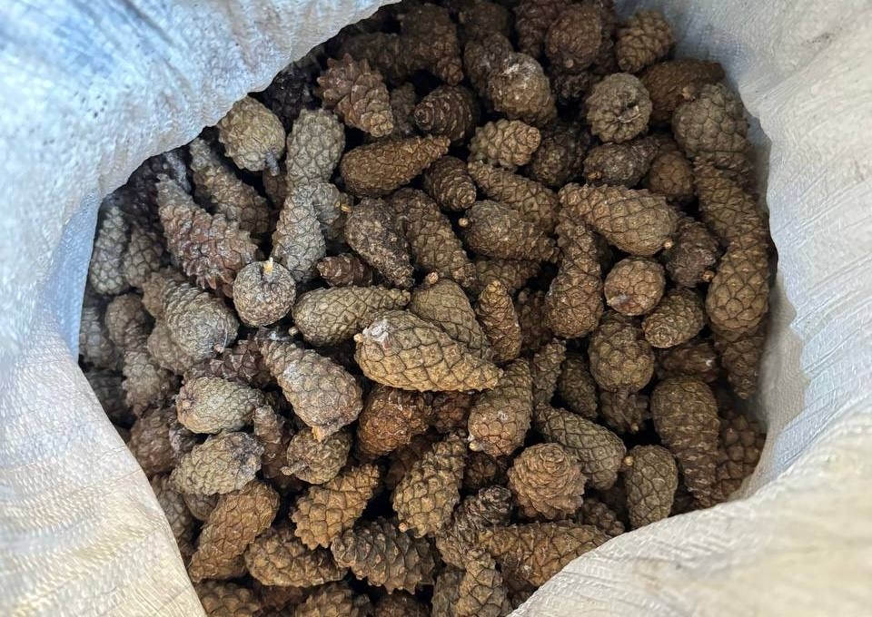 В Карелии собрали почти 68 тонн шишек на семена