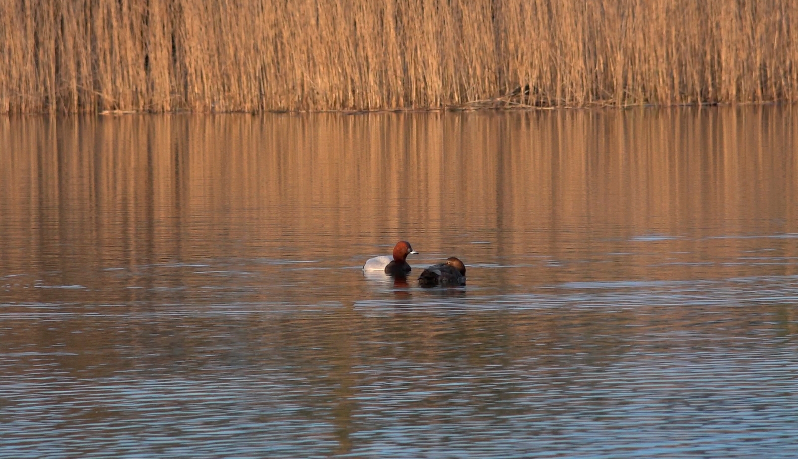 Красноголовые нырки вернулись в Кронштадт