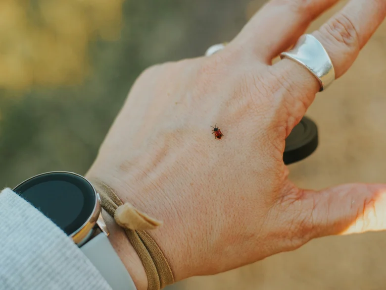 Врач назвала признаки клещевой инфекции, которые легко спутать с ОРВИ