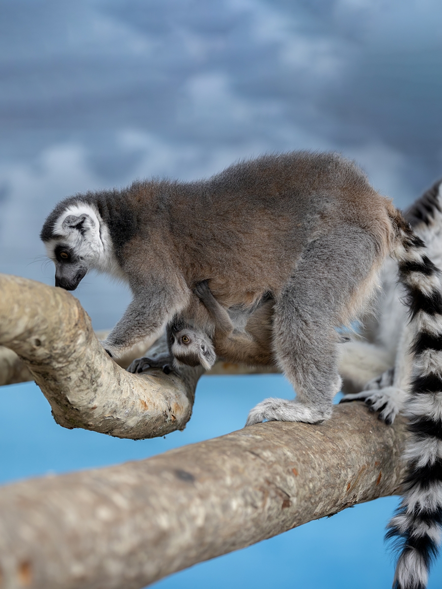 Маленькие кенгуру, лемуры и альпаки: в «Карельском зоопарке» — бэби-бум