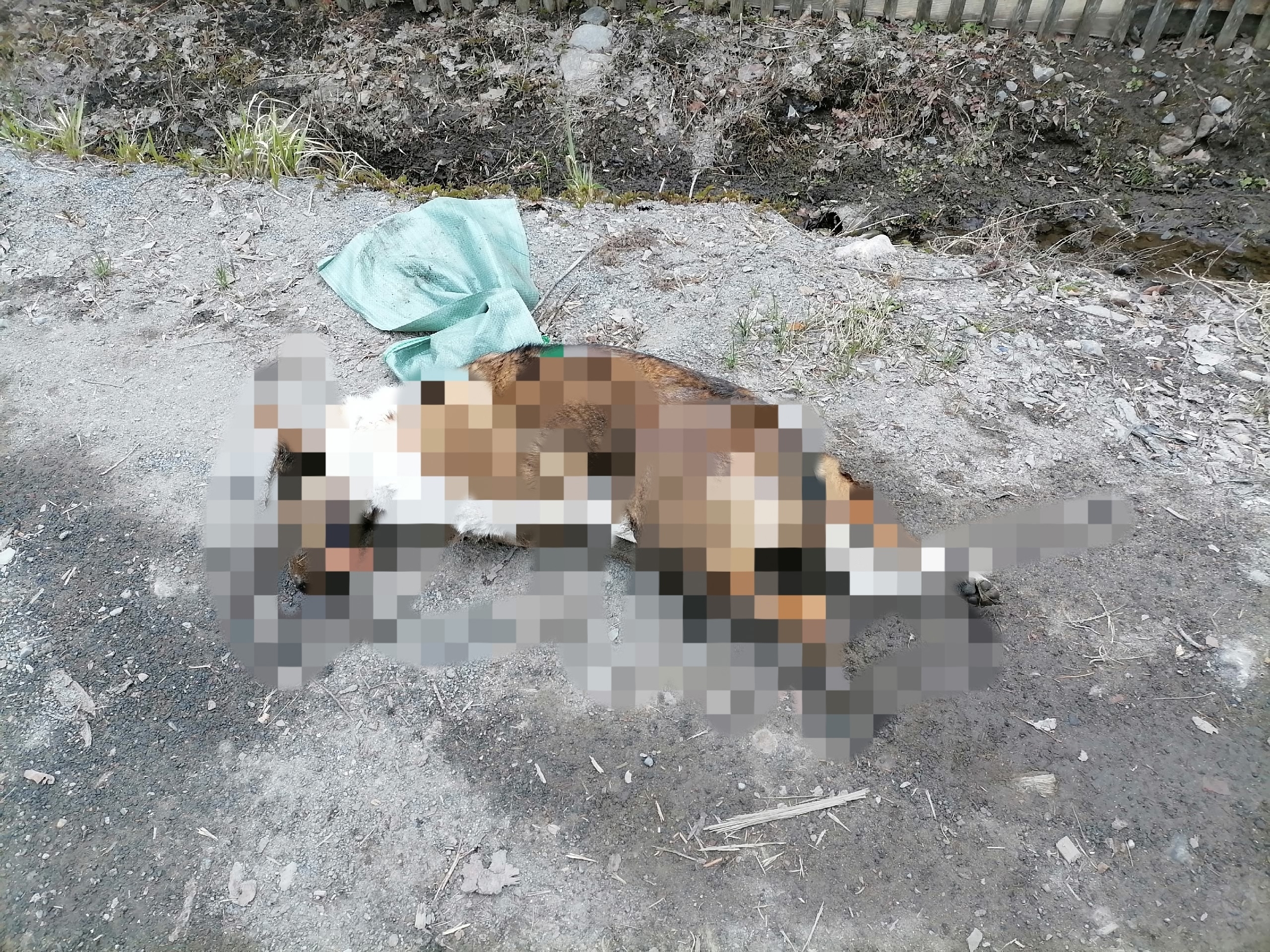 Бросил умирать в канаве: водитель сбил питомца в Петрозаводске и уехал