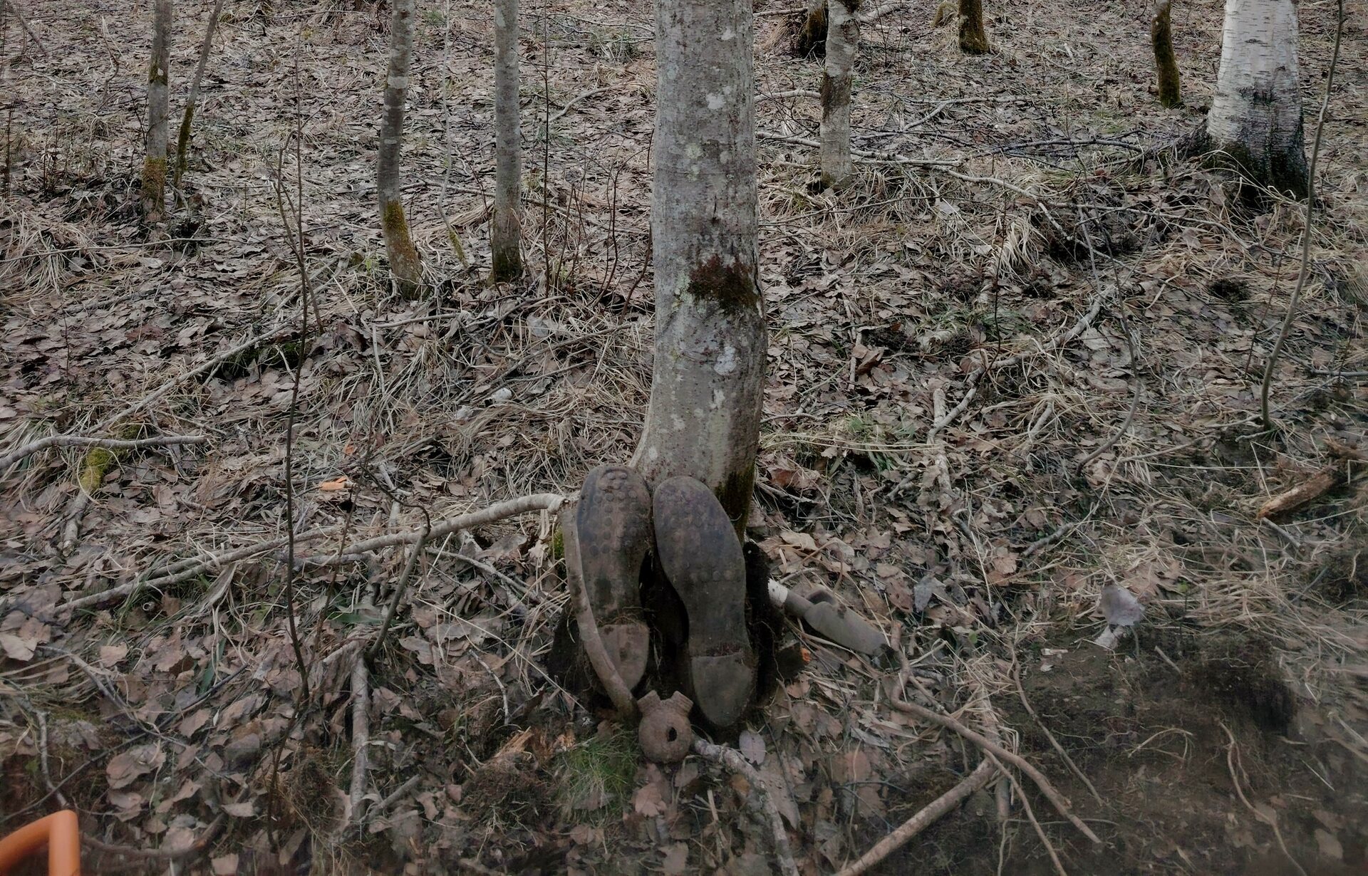 В Карелии обнаружили вросшие в дерево останки красноармейца