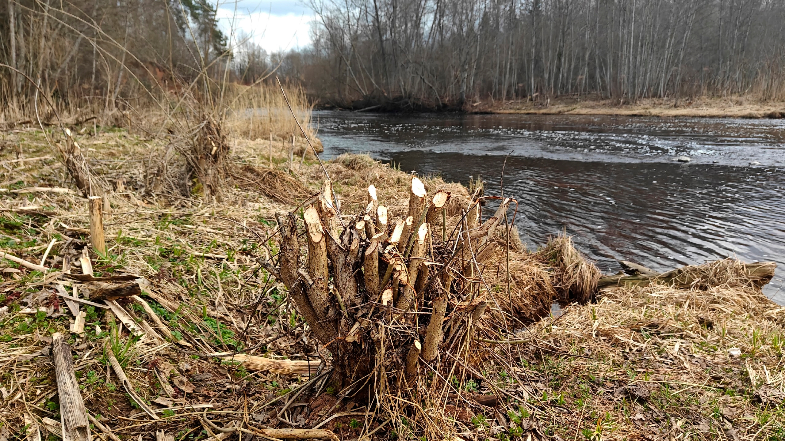 В Ленобласти бобры избавили энергетиков от лишней работы